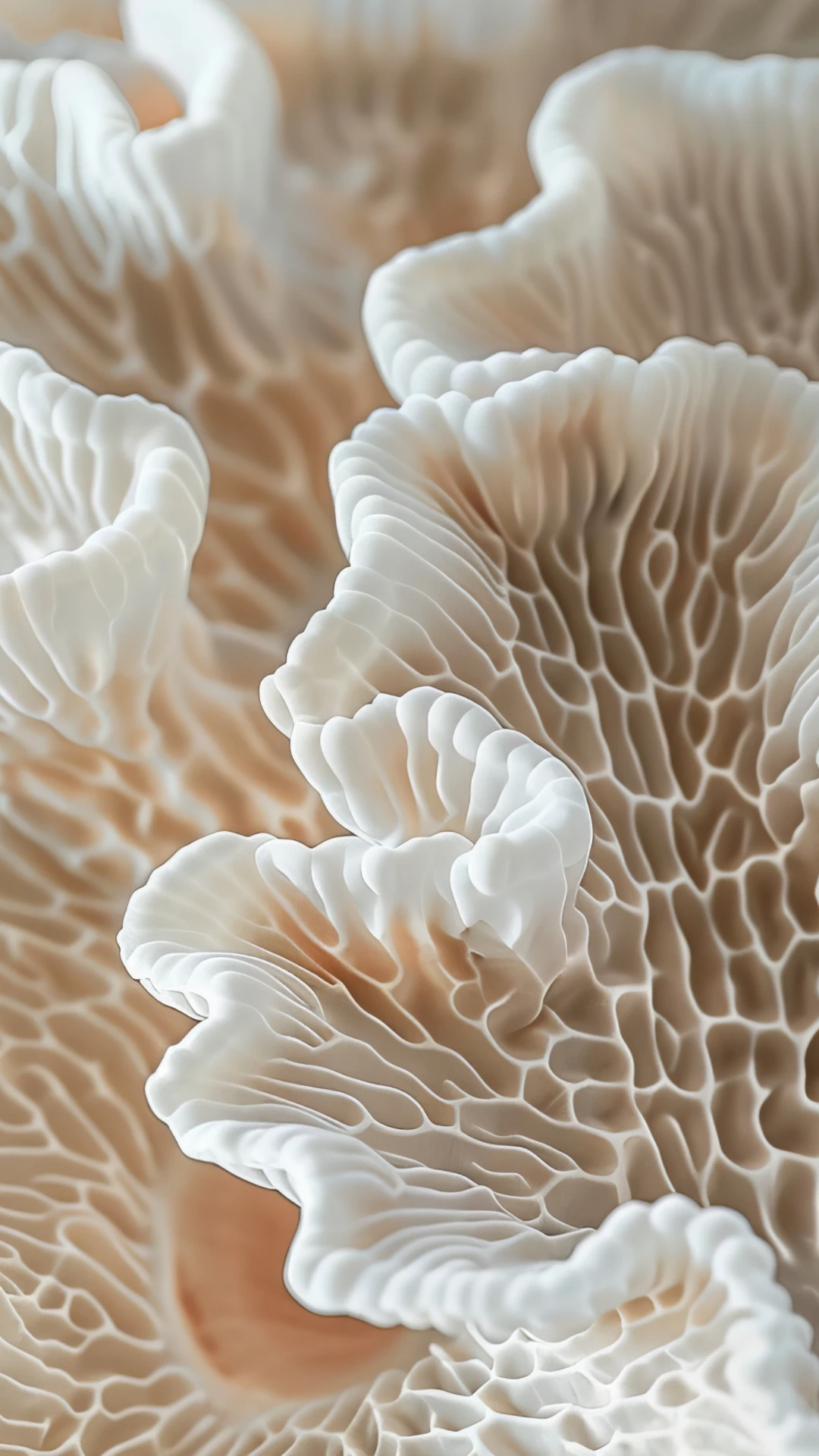 Organic Clean Summer Mobile Wallpapers