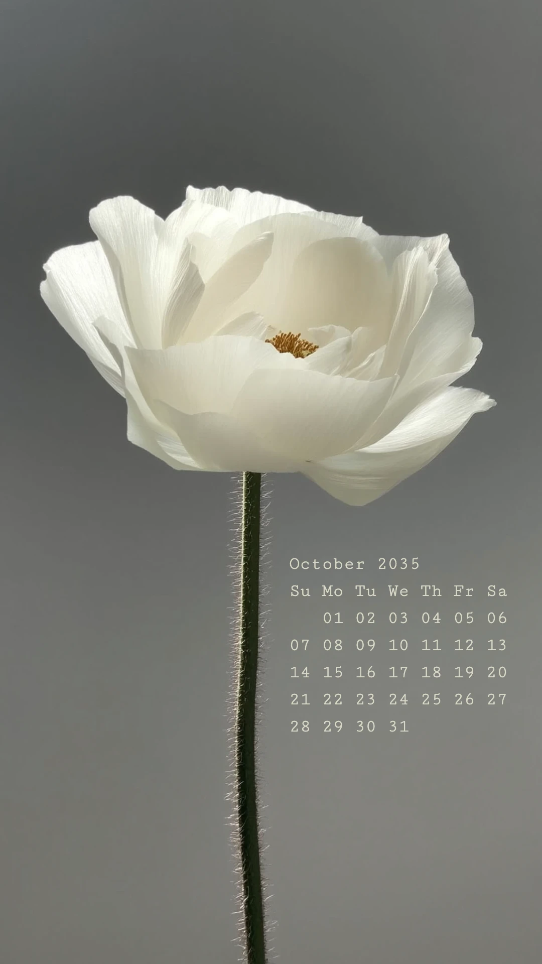 Minimalist Clean Nature Mobile Wallpaper