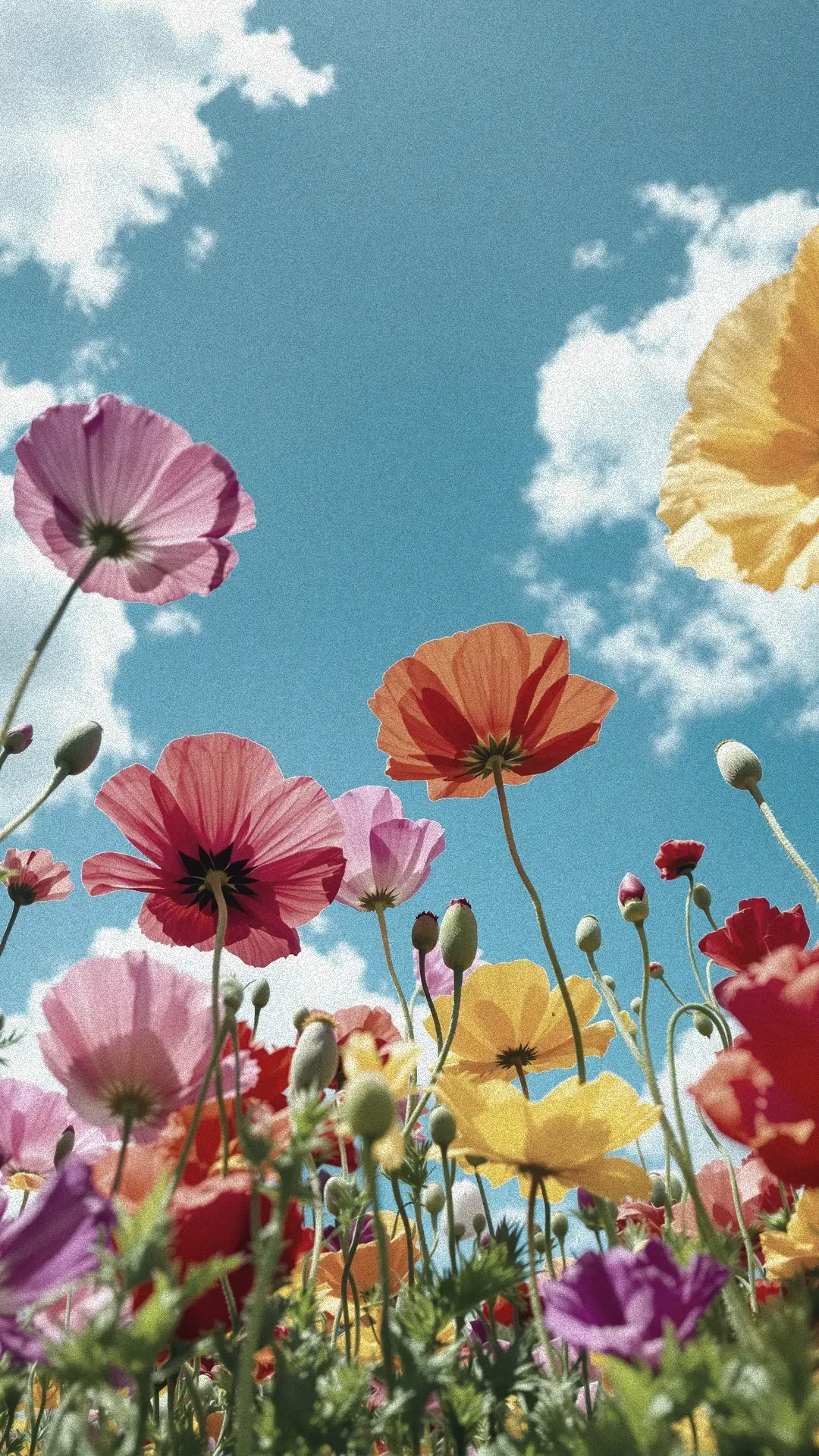 Organic Floral Floral Mobile Wallpapers